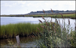 Chesapeake Bay marsh with spartina - by Sandy Rodgers