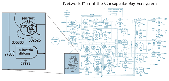 Network map of the Bay's food web showing the complex relations and links between the organisms