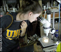 REU summer student examining contents of a petri dish with a dissecting microscope - by Harold Anderson