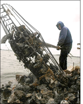 Alton Brown emptying a tong aboard his boat