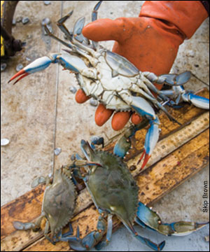 gloved hand holding crab by Skip Brown