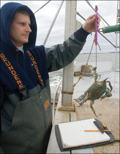 Chris Walstrum measuring a crab