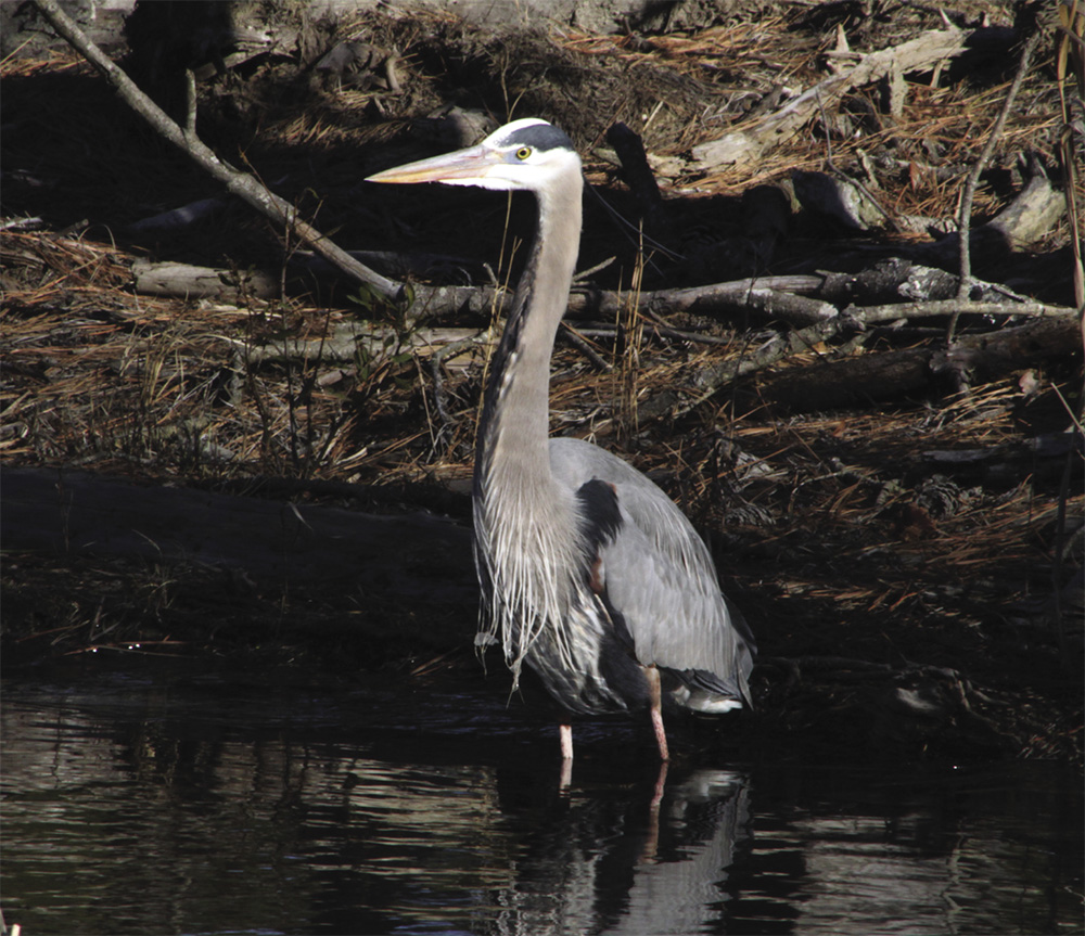 Photo of Blue Heron standing in a marsh
