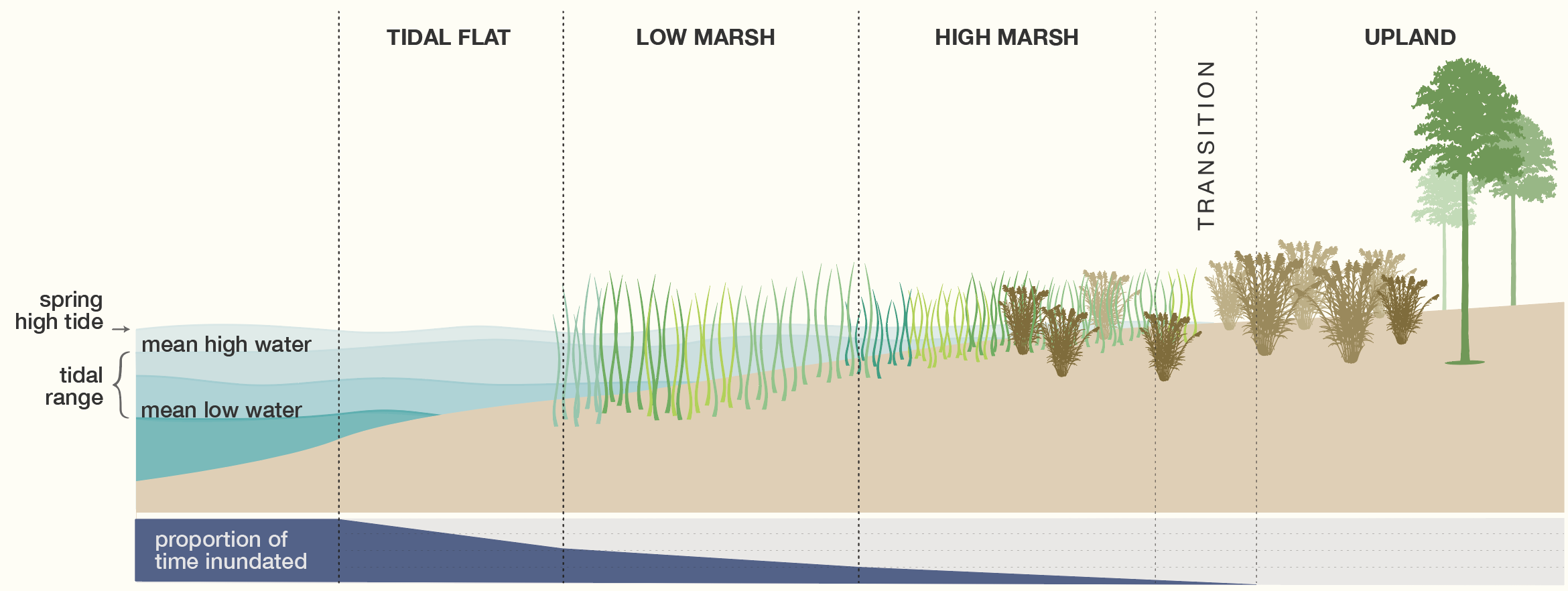 Side-view graphic of saltwater marsh.