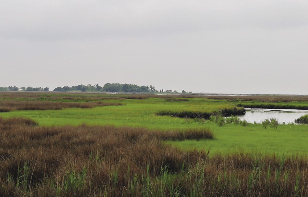 A typical marsh on the Eastern Shore.