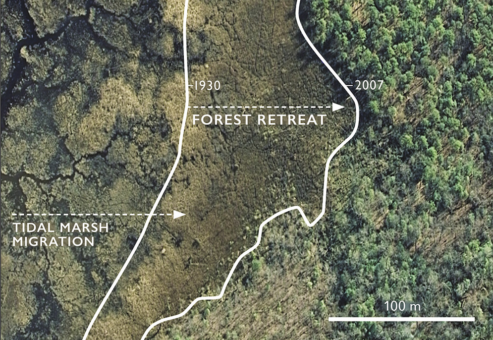 Overhead view of marsh with graphic lines showing previous forest lines.