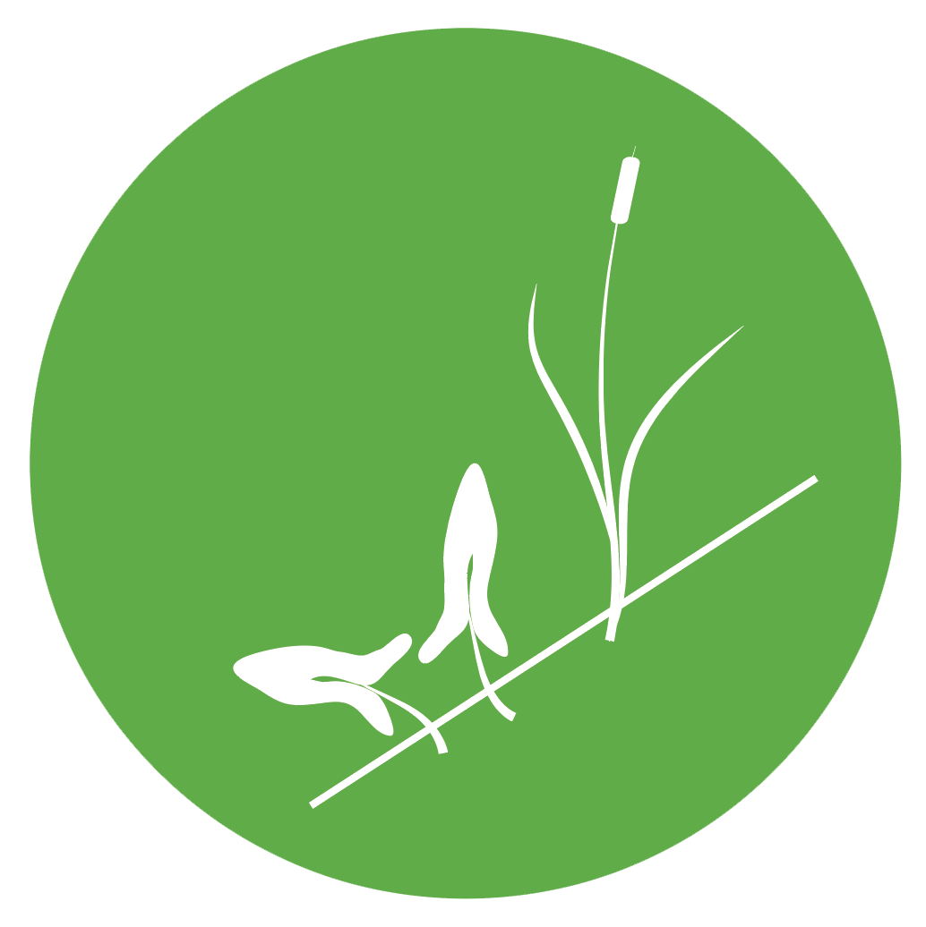 Plant traits, such as height, percent cover, stem density, and biomass within sampling plots, indicate how wetland vegetation responds to changing sea levels.