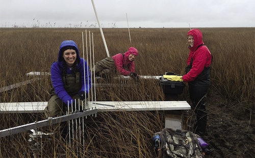 Researchers take SET measurements at the Chesapeake Bay National Estuarine Research Reserve in Maryland, one of seven CBSSC sentinel sites. Photo, Sarah Wilkins