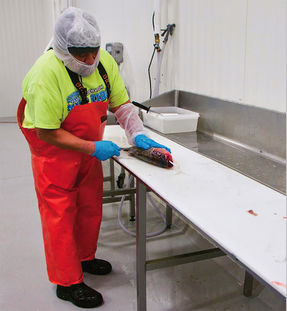 In the new facilities at Jessup and next to it, workers wear oilskin overalls, head coverings, and gloves. They cut fish on sanitized surfaces with clean knives. Boxes are organized on palettes for shipping, and inspectors from the company and government agencies routinely check to ensure that everything is sanitary and clean.