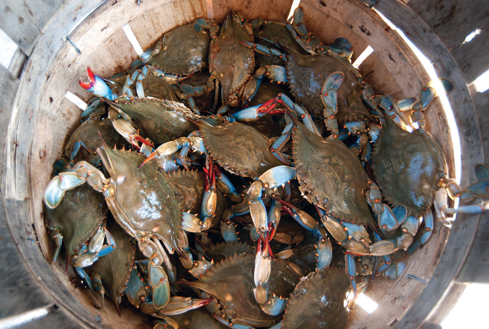 top view of crabs. Photo, Michael Fincham