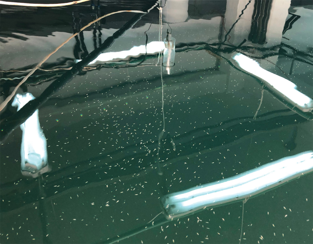 Juvenile fish grow in Mylonas’s lab.  Photos, Rona Kobell / MDSG