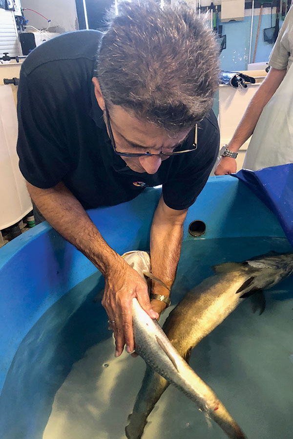 Mylonas trying to hold on to one of the lab’s more mature residents. Photo, Rona Kobell / MDSG