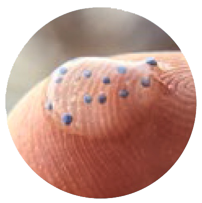image of tiny microbeads