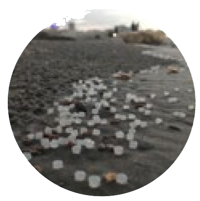 image of round nurdles washed up on shore
