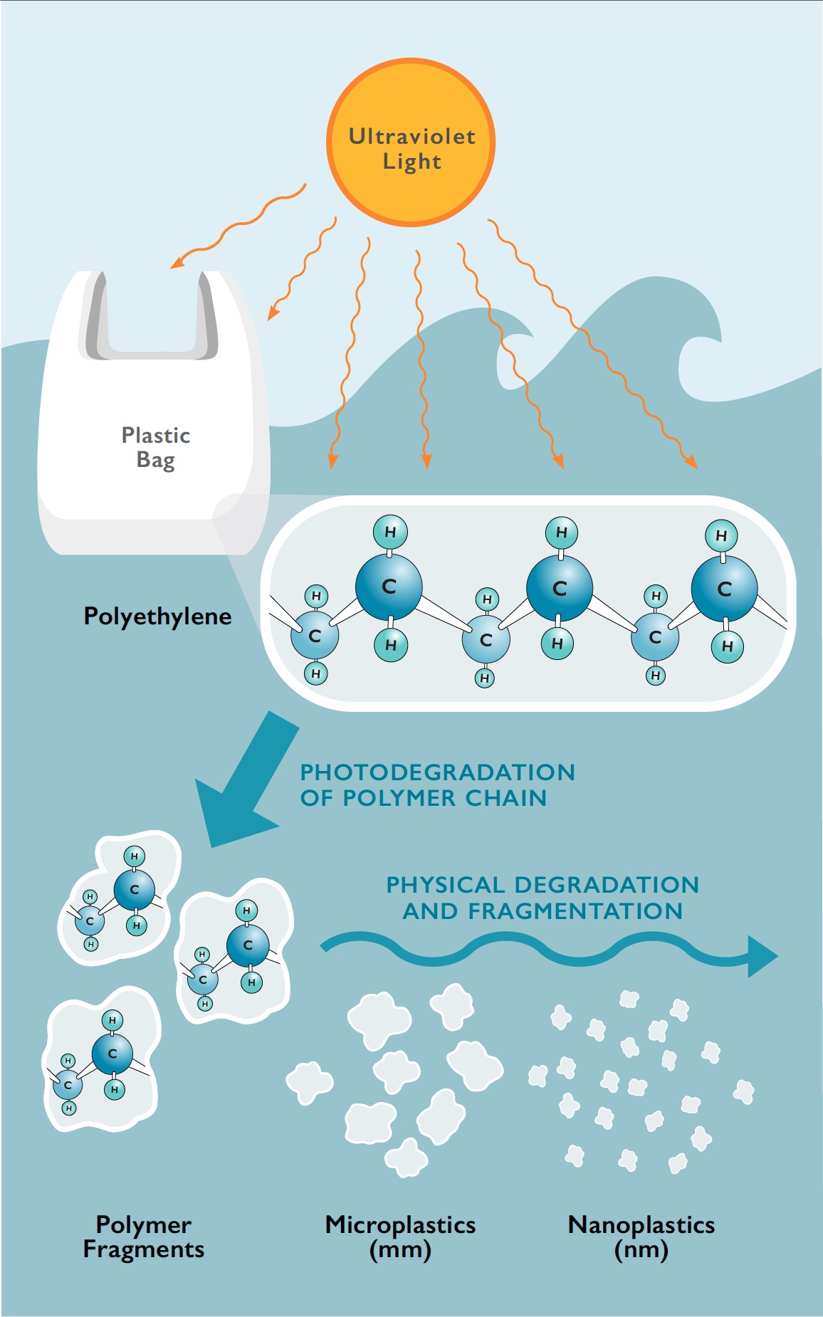 Graphic showing the breakdown of a plastic bag (comprised of Polyethylene) by ultraviolet light from the sun. The steps of degradation are: 1-Photodegradation of polymer chains. 2-Physical degradation and fragmentation. These forces of degradation break the plastic down to polymer fragments, then microplastics (measured in millemeters), and finally to nanoplastics (measured in nanometers).