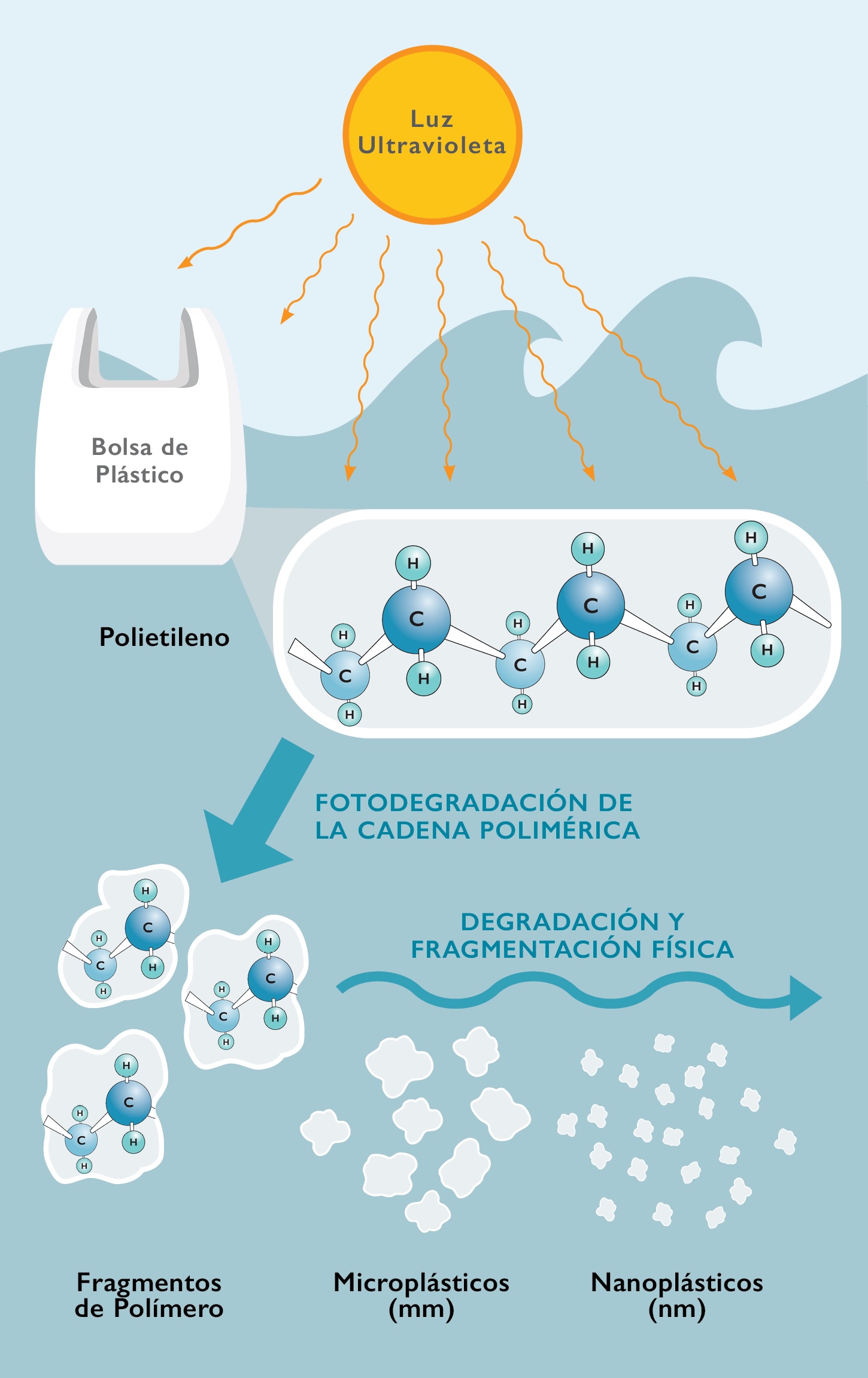 Los microplásticos vienen muchas veces de pedazos más grandes de desechos plásticos que entran en un ecosistema. Las bolsas de plástico de la compra son un origen común, y generalmente se fabrican de polietileno, una cadena larga y simple de polímeros compuesta de un esqueleto de carbono con átomos de hidrógeno unidos.
                        Una vez expuestos a los elementos del clima, los enlaces químicos de estas cadenas se debilitan y se rompen por la radiación ultravioleta de la luz solar en un proceso llamado fotodegradación. Otras fuerzas, como la acción física de las olas, pueden fragmentar aún más las cadenas y romperlas en pedazos cada vez más pequeños.
