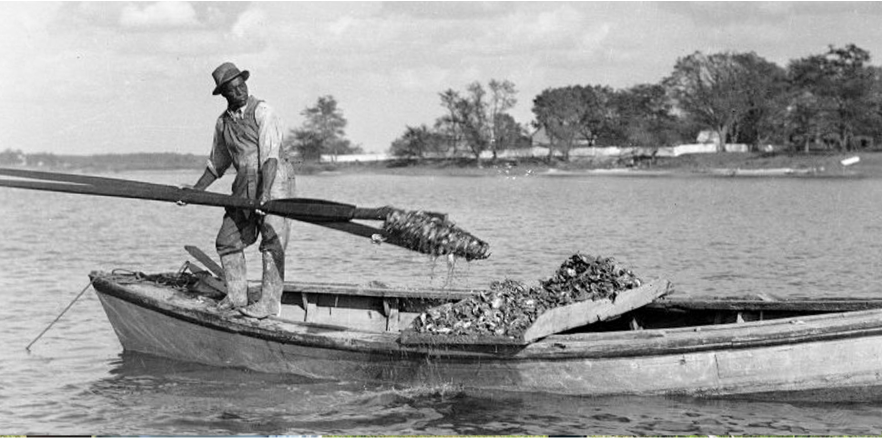 Black waterman using giant tongs to harvest oysters onto his skiff.