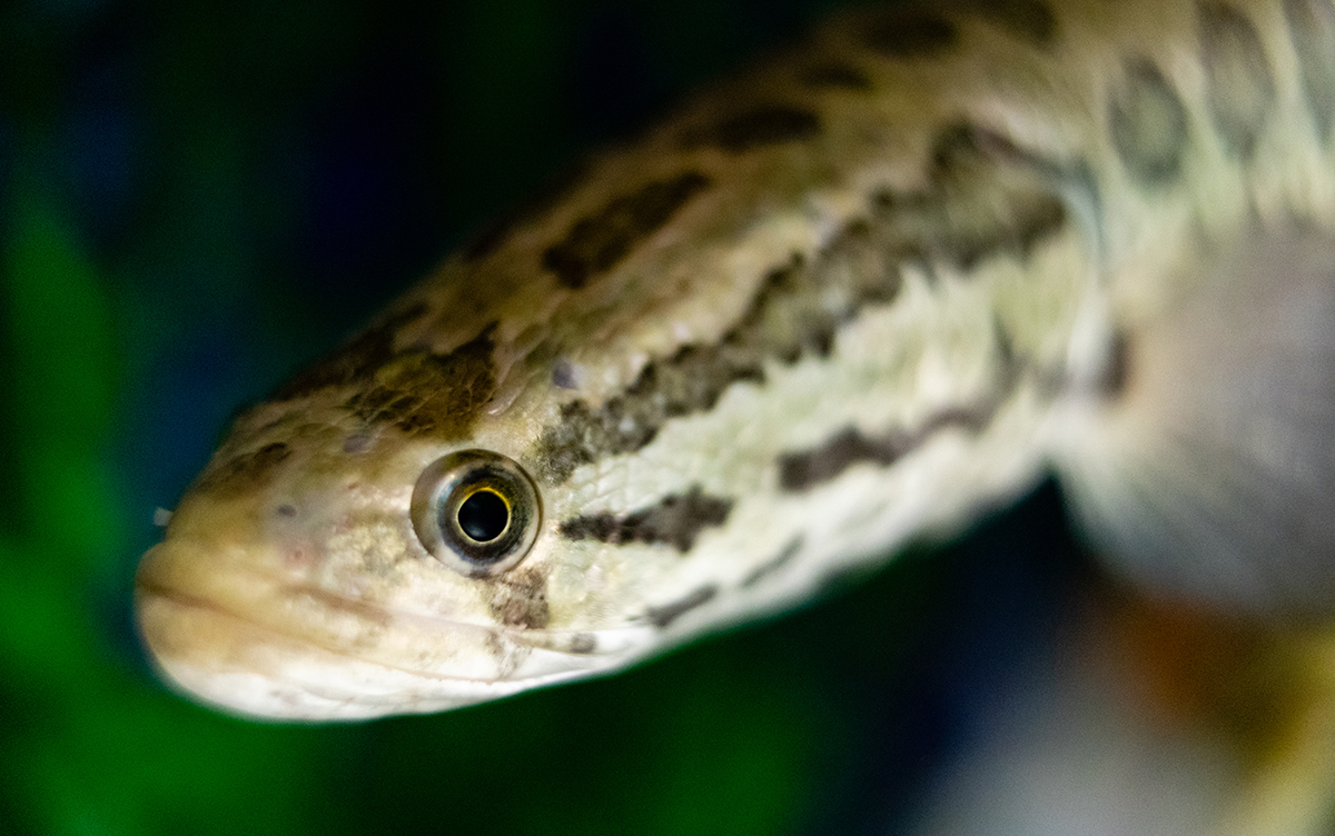 Image of snakehead fish (close-up view of snake-like head).
