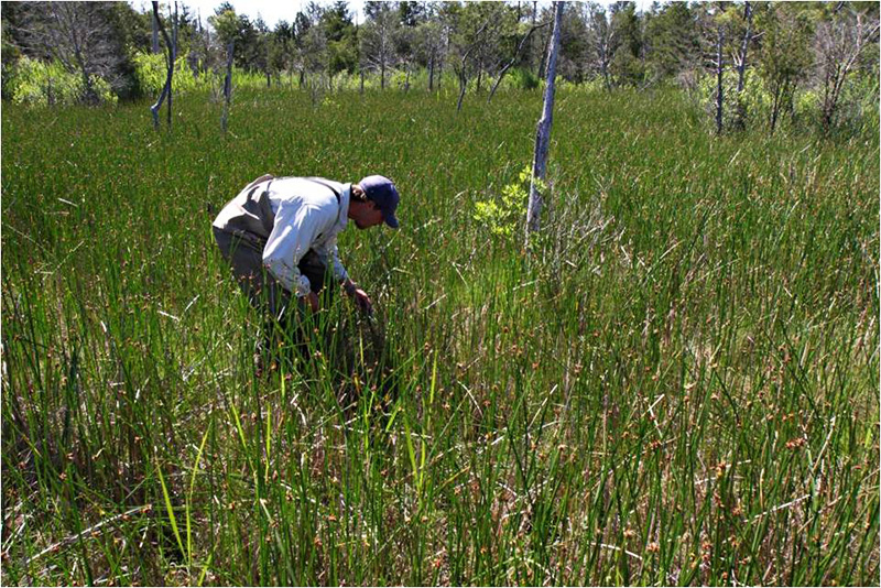 This photo shows “eat-outs,” areas where nutria consumed the marsh plants and their rhizomes down to the mud. In this case, they got to it “right in time,” according to Trevor Michaels, a supervisor with the Chesapeake Bay’s Nutria Eradication Project. This marsh had not reached loose mudflat or open water, considered the point of no return. The plants could still recover. 