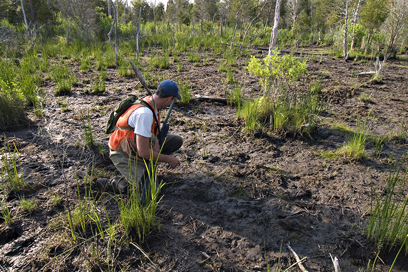 This photo shows “eat-outs,” areas where nutria consumed the marsh plants and their rhizomes down to the mud. In this case, they got to it “right in time,” according to Trevor Michaels, a supervisor with the Chesapeake Bay’s Nutria Eradication Project. This marsh had not reached loose mudflat or open water, considered the point of no return. The plants could still recover. 