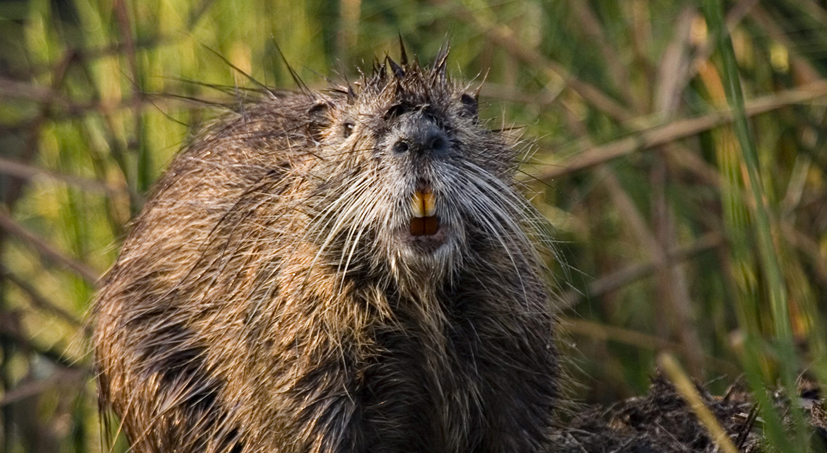 Nutria meaning