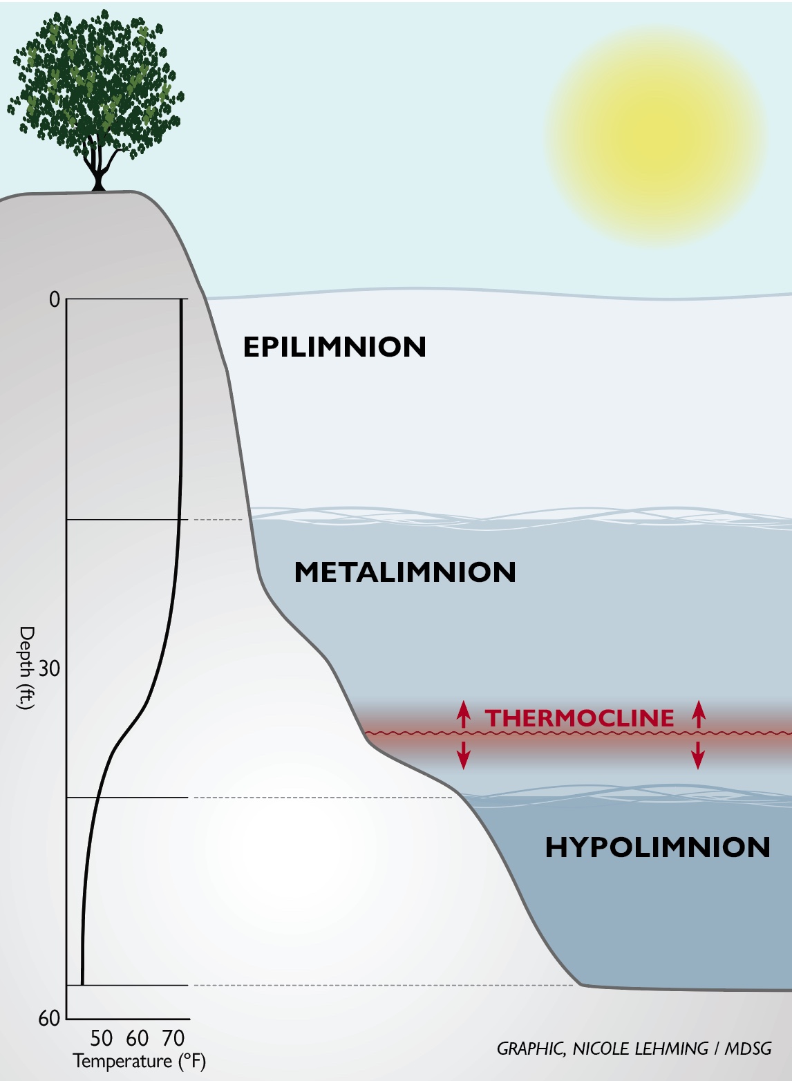 Illustriative graph showing the different temperature zones in the water column of Hyde’s Quarry. Starting at the top warmest zone, the Epilimnion averages 70 degrees fahrenheit, it has a depth of 15 feet. The zone below that is the Metalimnion, ranging 50-70 degrees fahrenheit, and has a depth of 15 to 45 feet. Within this zone is the Thermocline, which varies it's depth regularly. The deepest zone is the Hypolimnion zone, which ranges in depth from 45 to 60 feet, and has a temperature of 45 to 50 degrees. 
