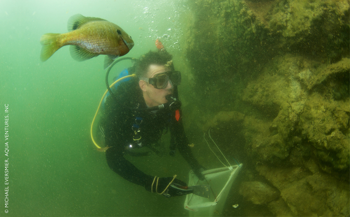 Mark Lewandowski, a biologist with the Maryland Department of Natural Resources, collects invasive mussels from the walls of Hyde’s Quarry. Photo, © Michael Eversmier, Aqua Ventures, Inc. An underwater image of Mark Lewandowski, a biologist with the Maryland Department of Natural Resources, collects invasive mussels from the walls of Hyde’s Quarry.