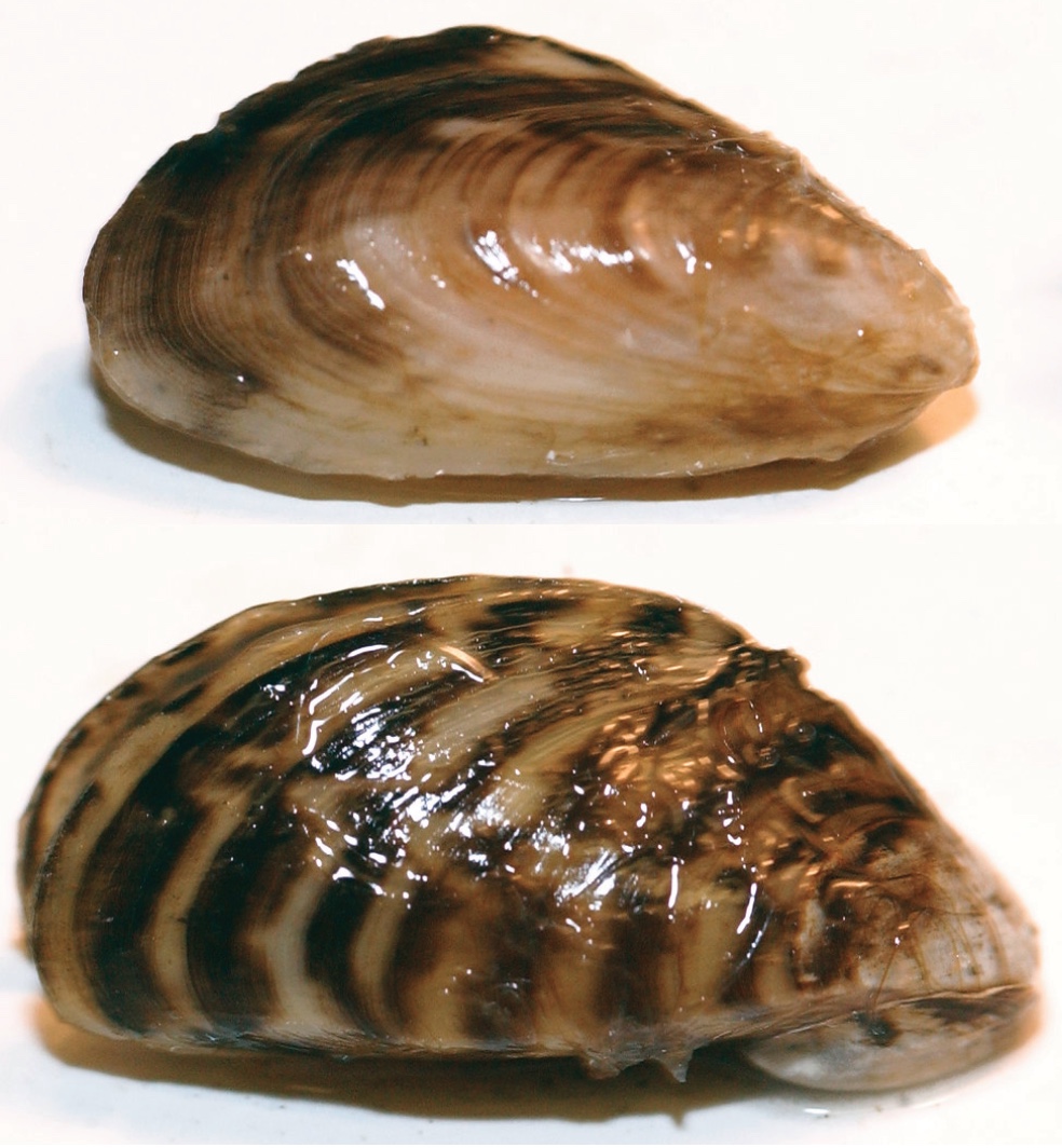 Image of two muscles, similar in size and color. The top quagga muscle shell has a spotty brown pattern on the shell, the bottom zebra muscle has a striped brown pattern.