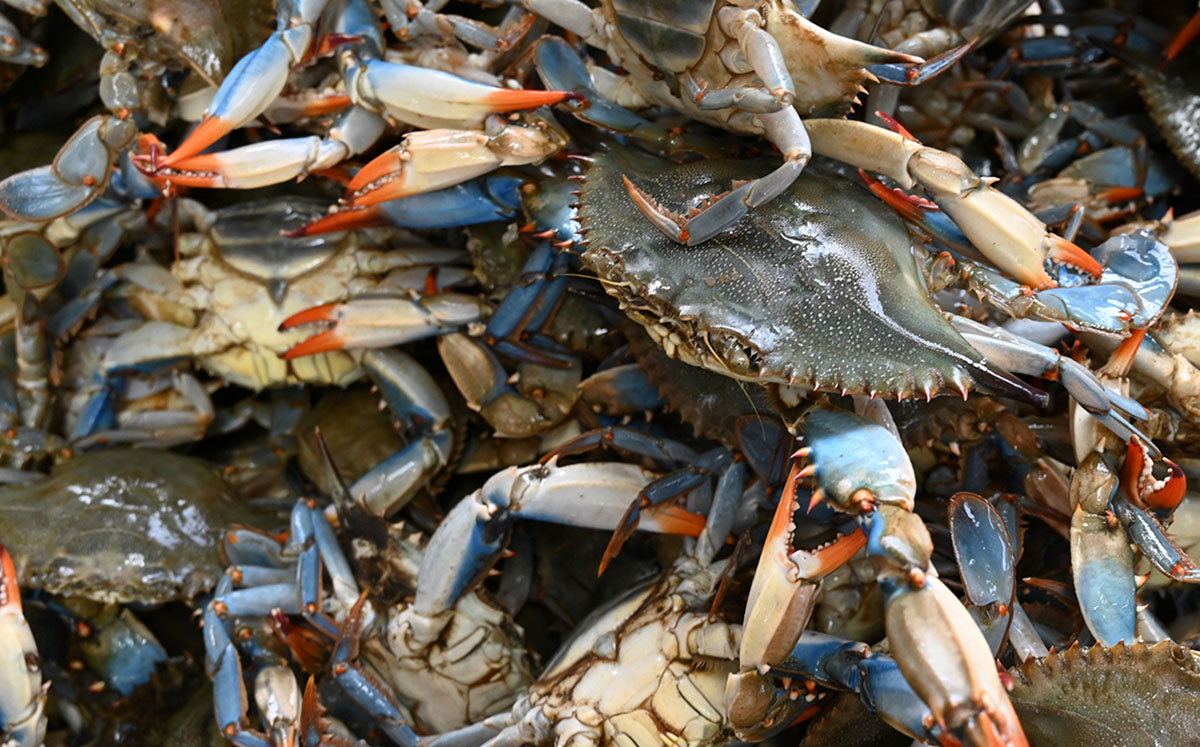 Overhead close-up image of live Maryland blue crabs. Photo, Nicole Lehming / MDSG