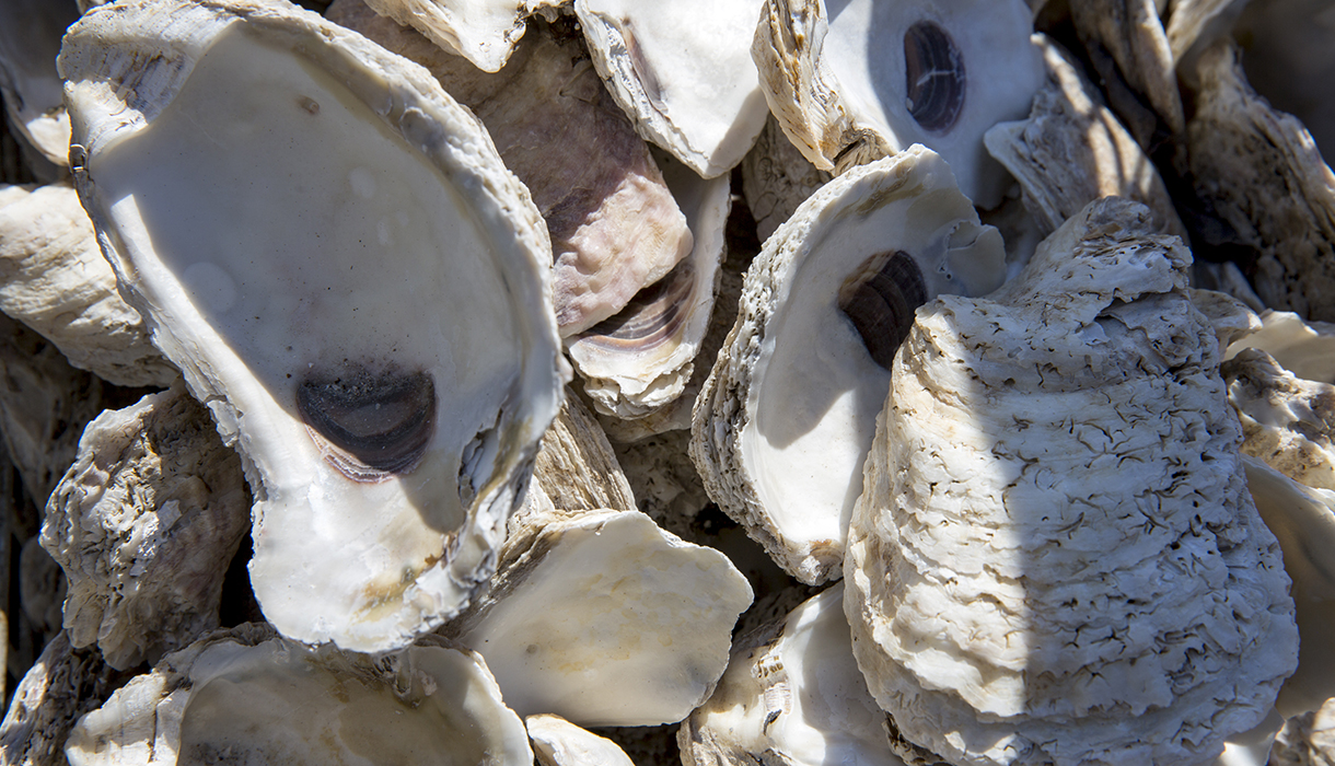 A closeup of a pile of dried, empty oyster shells in the sun. Photo, Cheryl Nemazie / University of Maryland Center for Environmental Science
