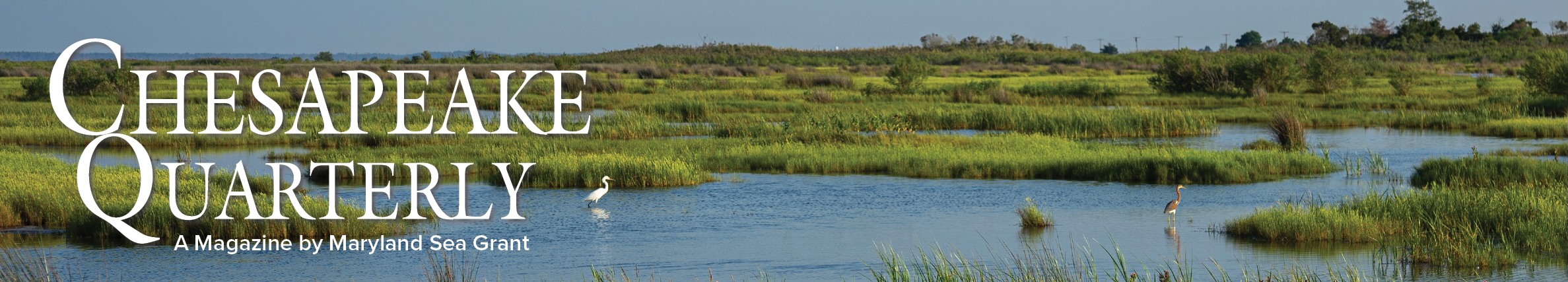 Chesapeake Quarterly Online logo in front of a wetland