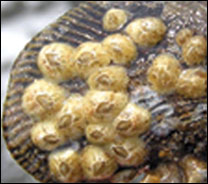 barnacles on a mussel - by Adam Frederick