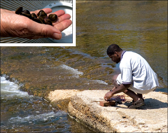 Earl Greenidge with inset of Asiatic clam in a hand - by Erica Goldman