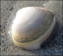 Hard clam - by Adam Frederick
