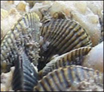 Hooked mussel - by Adam Frederick