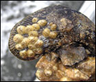 Barnacle (Balanus improvisus) by Adam Frederick