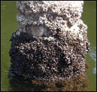 Dark false mussels on a piling by Peter Bergstrom