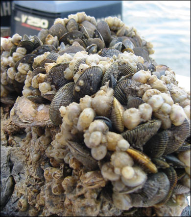 oyster reef showing other organisms attached to it - by Kennedy Paynter