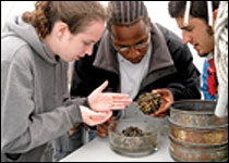 3 REU students looking at oyster shells