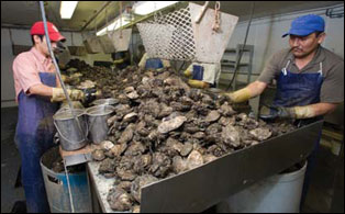Two workers shucking oysters, photograph by Skip Brown