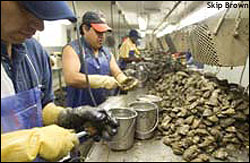 worked shucking oysters at Harris Seafood, photograph by Skip Brown