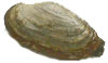 soft clam