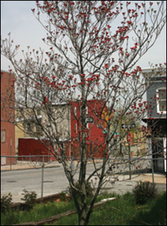 Flowering dogwood on Bruce Street