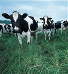 cows in a pasture - ourtesy of the National Resources Conservation Service