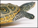 terrapin