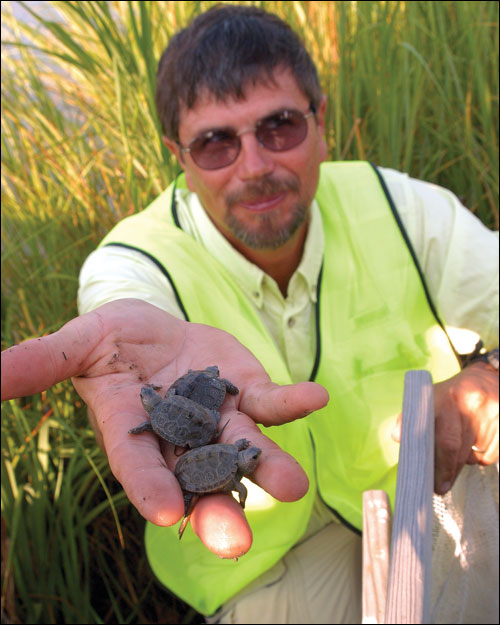 Willem Roosenburg holding little terrapins