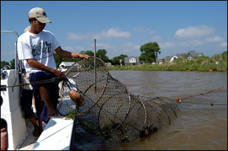 Hauling in a fyke net