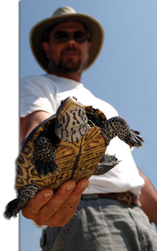 Willem Roosenburg and terrapin