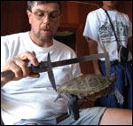 Roosenburg measuring terrapin carapace