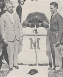 Testudo unveiled